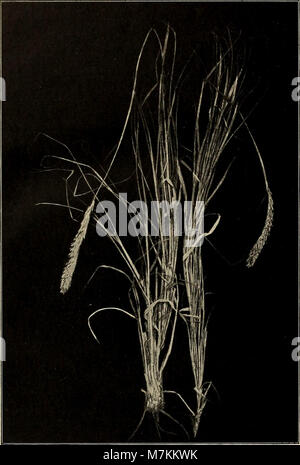 Beiträge zur Flora und Pflanzengeographie Australiens (1914) (20363134565) Stockfoto