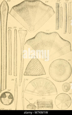 Beiträge zur Kenntniss der Fossilen Bacillarien Ungarns (1886) ist eine deutsche wissenschaftliche Publikation, die fossile Kieselalgen in Ungarn dokumentiert und zu paläobotanischen und geologischen Studien beiträgt. Stockfoto