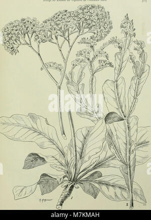 Beiträge zur Kenntnis der Vegetation der Canarischen Inseln. Mit Einfügung hinterlassener Schriften A.F.W. Schimpers (1907) (20363281185) Stockfoto