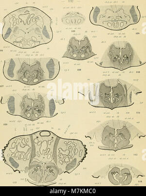 Beiträge zur Morphologie der Arthropoden. I. Ein Beitrag zur Kenntnis der Pedipalpen (1904) (20363396675) Stockfoto