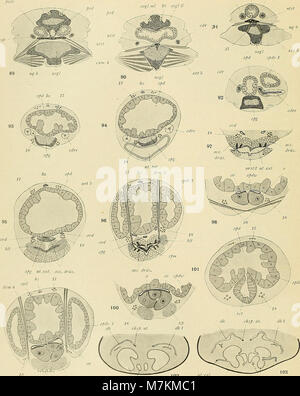 Beiträge zur Morphologie der Arthropoden. I. Ein Beitrag zur Kenntnis der Pedipalpen (1904) (20369508001) Stockfoto