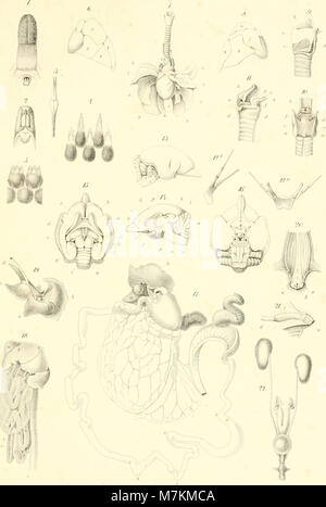 Beiträge zur näheren Kenntniss der Gattung Tarsius (1846) (19740761794) Stockfoto