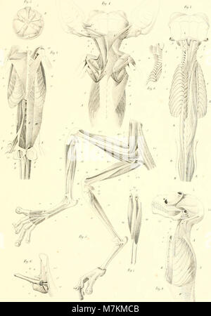 Beiträge zur näheren Kenntniss der Gattung Tarsius (1846) (19742506873) Stockfoto
