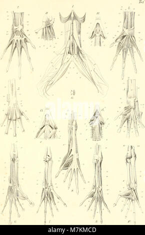 Beiträge zur näheren Kenntniss der Gattung Tarsius (1846) (20363434355) Stockfoto