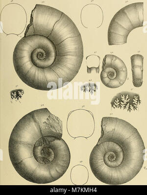 Beiträge zur Paläontologie und Geologie Österreich-Ungarns und des Orientiert-Mitteilungen des geologischen und paläontologischen Institute der Universität Wien (1894) (19742601873) Stockfoto