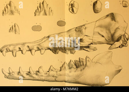 Beiträge zur Paläontologie und Geologie Österreich-Ungarns und des Orientiert-Mitteilungen des geologischen und paläontologischen Institute der Universität Wien (1903) (20363709045) Stockfoto