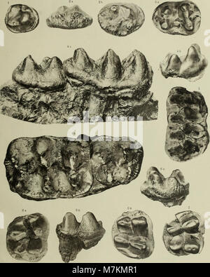 Beiträge zur Paläontologie und Geologie Österreich-Ungarns und des Orientiert-Mitteilungen des geologischen und paläontologischen Institute der Universität Wien (1910) (20336408386) Stockfoto