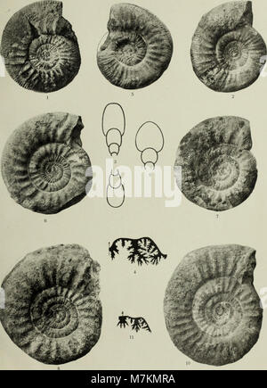 Beiträge zur Paläontologie und Geologie Österreich-Ungarns und des Orientiert-Mitteilungen des geologischen und paläontologischen Institute der Universität Wien (1911) (19741621353) Stockfoto