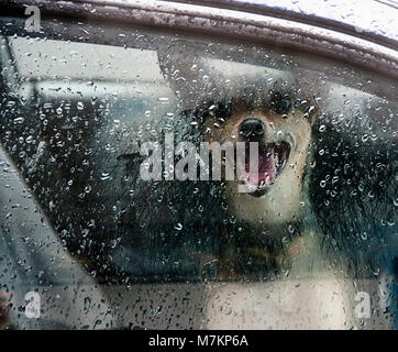 Ein Chihuahua mix Hund im Auto Stockfoto