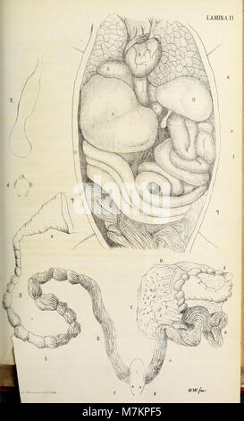 Boletin de La Academia Nacional de Ciencias de Córdoba (19767212913) Stockfoto