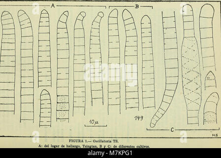 Boletin de la Sociedad de Biología de Concepción (1949) (20361332726) Stockfoto