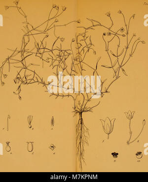 Das Bollettino della Società Adriatica di Scienze Naturali in Triest (1879–1880) ist ein wissenschaftliches Bulletin, das die Forschung in den Naturwissenschaften dokumentiert, einschließlich Studien in Biologie, Geologie und Zoologie, die in der Region Triest durchgeführt wurden. Stockfoto