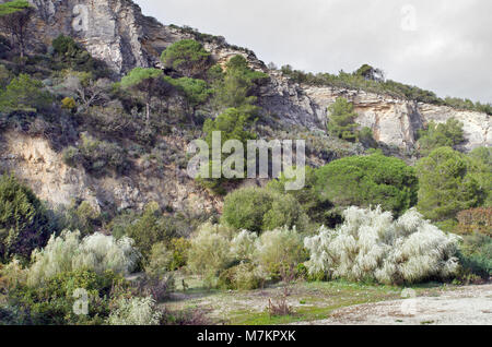 Breña y Marismas De Barbate Naturpark ist die 2. größte Coastal Reserve in der spanischen Region Andalusien. Hier werden gesehen, Pinien bewaldeten Küsten Pisten. Stockfoto