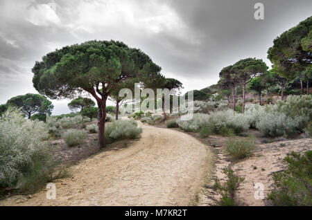 Breña y Marismas De Barbate Naturpark ist die 2. größte Coastal Reserve in der spanischen Region Andalusien. Hier werden gesehen, Pinien bewaldeten Küsten Pisten. Stockfoto