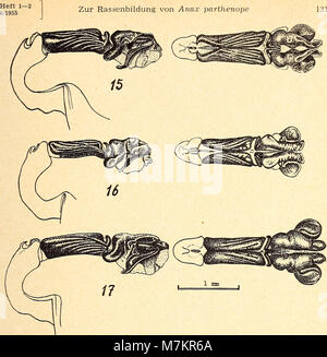 Der Band 1954 der Bonner zoologischen Beiträge fasst zoologische Studien des Zoologischen Forschungsinstituts und des Museums Alexander Koenig zusammen, die sich mit Taxonomie, Morphologie und ökologischen Systemen befassen. Stockfoto