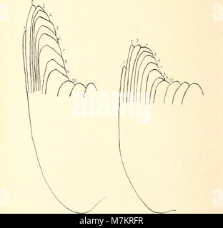 Ein 1961 erschienener Band der Bonner zoologischen Beiträge des Zoologischen Forschungsinstituts und Museums Alexander Koenig, der sich mit der Erforschung der zoologischen Systematik, Morphologie und Ökologie befasst. Stockfoto