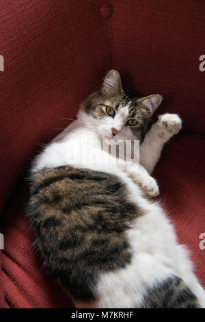 Eine weiße tabby Katze liegend auf einem roten Sessel. Stockfoto