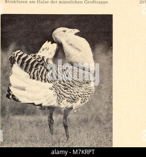 Dieser Band 1964 der *Bonner Zoologischen Beiträge* enthält Studien des Zoologischen Forschungsinstituts in Bonn, die sich mit Taxonomie, Morphologie und Faunenvielfalt befassen. Stockfoto