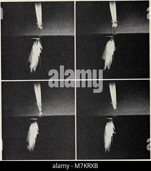 Der 1972 erschienene Band der Zeitschrift „Bonner zoologische Beiträge“, herausgegeben vom Zoologischen Forschungsinstitut und Museum Alexander Koenig in Bonn, befasst sich mit begutachteten Forschungen in der Zoologie und Organisationsbiologie. Biodiversität Heritage Library+1 Stockfoto