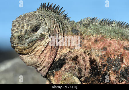 Porträt einer Marine iguana oder Galápagos Marine iguana (Amblyrhynchus cristatus venustissimus). Diese Unterart ist endemisch auf Española, Floreana ist Stockfoto