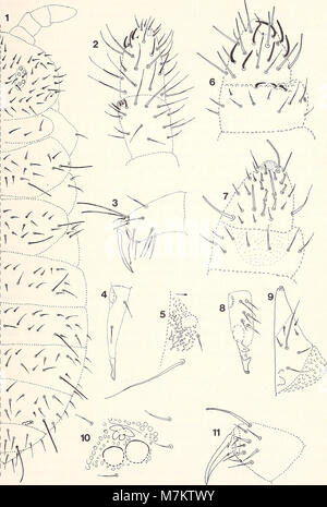 Der Band 1990 von *Bonner Zoologische Beiträge* des Zoologischen Forschungsinstituts und Museums Alexander Koenig in Bonn präsentiert zoologische Erkenntnisse und Studien in Tierbiologie und -Ökologie. Stockfoto