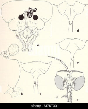 Der Band Bonner Zoologische Beiträge vom Zoologischen Forschungsinstitut und Museum Alexander Koenig in Bonn (1990) zeigt wissenschaftliche Forschungen zu Zoologie, Taxonomie und Tiervielfalt, mit Beiträgen internationaler Wissenschaftler. Stockfoto
