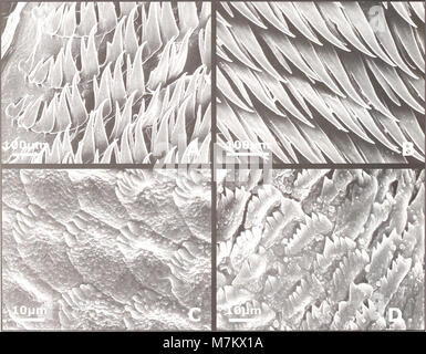 Ein wissenschaftlicher Band aus dem Jahr 2007 des Zoologischen Forschungsinstituts und Museums Alexander Koenig in Bonn, der zoologische Studien zu Arten, Ökologie und biologischer Vielfalt veröffentlicht. Stockfoto