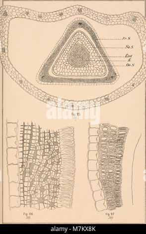 Botanisches Zentralblatt; referierendes Organ für das Gesamtgebiet der Botanik (1892) (20403339515) Stockfoto