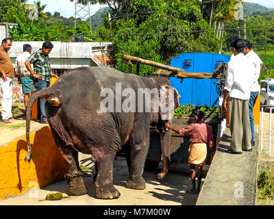 Kumily, Kerala, Indien - DEC. 15, 2011: Männer, die versuchen, Elefanten auf Lkw zu verschieben auf andere Stelle Periyar Nationalpark in Kerala zu übertragen. Stockfoto