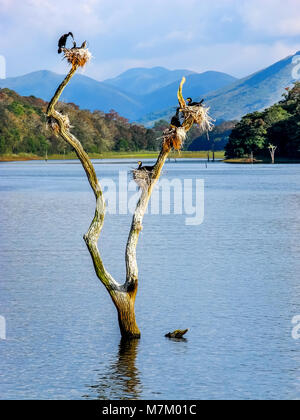 Kumily, Kerala, Indien - DEC. 15, 2011: Vogelnester auf Baumstümpfen in Periyar See in Periyar Wildlife Sanctuary, Kumily, Kerala, Indien. Stockfoto