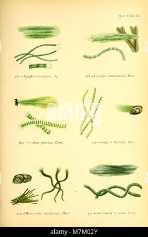 British Sea - Unkraut - von Professor Harvey's 'Phycologia Britannica" (1872) (20410182072) Stockfoto