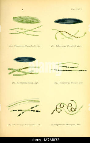British Sea - Unkraut - von Professor Harvey's 'Phycologia Britannica" (1872) (20410185622) Stockfoto