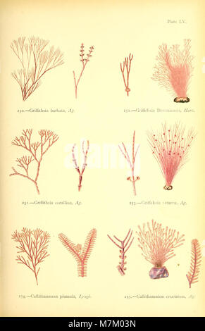 British Sea - Unkraut - von Professor Harvey's 'Phycologia Britannica" (1872) (20424961611) Stockfoto