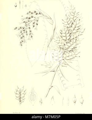 Bromeliaceae andreanae - Beschreibung et Histoire des broméliacées récoltées dans la Colombie, l'Ecuador et le Venezuela (1889) (19798241313) Stockfoto