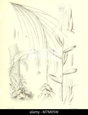 Bromeliaceae andreanae - Beschreibung et Histoire des broméliacées récoltées dans la Colombie, l'Ecuador et le Venezuela (1889) (20231225858) Stockfoto