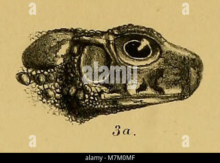 Kopf der Krötenart Bufo macrotis aus einem Band von 1887 Annali del Museo Civico di Storia Naturale di Genova. Stockfoto