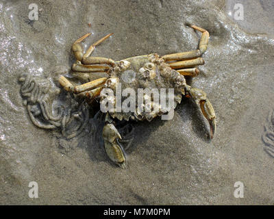 Die europäische grüne Krabbe Carcinus maenas, die in Brouwersdam in den Niederlanden beobachtet wurde und als invasive Art, die Ökosysteme beeinflusst, festgestellt wurde. Stockfoto