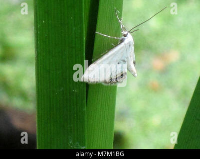 Cataclysta lemnata (kleine China Marke), Arnheim, Niederlande Stockfoto