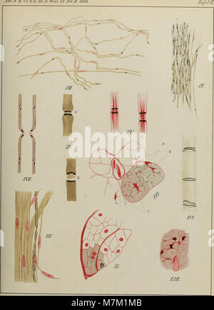 Die 1804 erschienene Publikation der Königlich Böhmischen Gesellschaft der Wissenschaften liefert wissenschaftliche Artikel zu verschiedenen wissenschaftlichen Themen der Zeit, die die intellektuellen Bewegungen in Böhmen während des frühen 19. Jahrhunderts widerspiegeln. Stockfoto