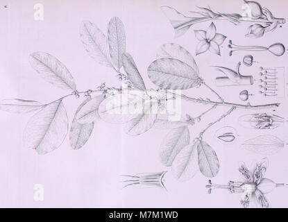 Ein 1843 erschienener Band der Abhandlungen der Königlichen Bayerischen Akademie der Wissenschaften mit wissenschaftlichen Arbeiten zu verschiedenen wissenschaftlichen Fächern, die zur bayerischen und europäischen Wissenschaftsgeschichte beitragen. Stockfoto