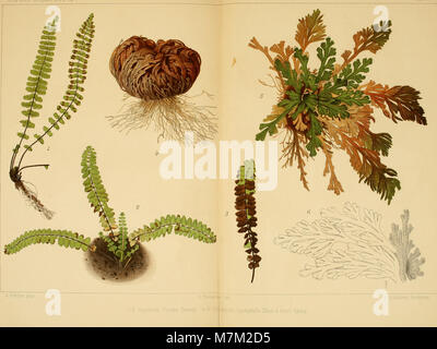 Acta horti bergiani - Meddelanden från Kongl. Svenska Vetenskaps-Akademiens Bergielund Trädgård (1890) (16148882164) Stockfoto