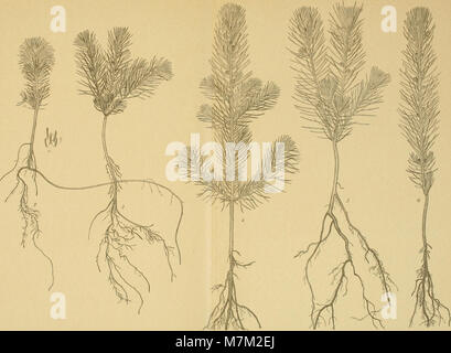 Acta horti bergiani - Meddelanden från Kongl. Svenska Vetenskaps-Akademiens Bergielund Trädgård (1914) (16745179826) Stockfoto