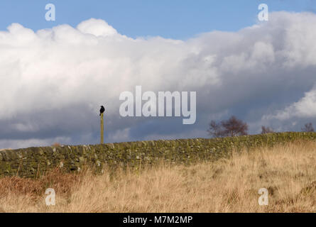 Eine Krähe Nebelkrähe (Corvus corone) sitzt auf einem Post vor einem trockenen Steinmauer am Froggatt Kante. Froggatt, Derbyshire, UK. Stockfoto