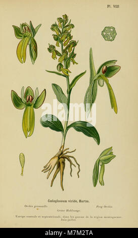 Eine Illustration aus dem Album des orchidées de l’Europe centrale et septentrionale (1899) mit detaillierten Zeichnungen von Orchideenarten aus Mittel- und Nordeuropa zur botanischen Referenz. Stockfoto