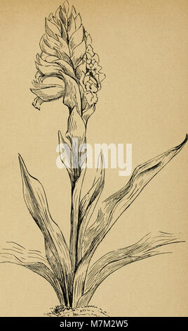 Das Album des orchidées de l’Europe centrale et septentrionale aus dem Jahr 1899 dokumentiert Orchideenarten aus Mittel- und Nordeuropa mit detaillierten botanischen Abbildungen und wissenschaftlichen Beschreibungen. Stockfoto