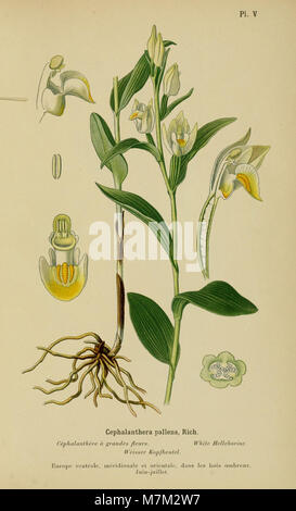 Das 1899 erschienene Album des orchidées de l’Europe centrale et septentrionale präsentiert detaillierte Illustrationen und Beschreibungen von Orchideenarten, die in Mittel- und Nordeuropa beheimatet sind und zur Erforschung der europäischen Flora und Pflanzentaxonomie beitragen. Stockfoto
