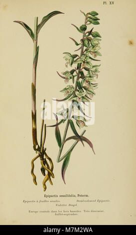 Das 1899 erschienene Album des Orchidées de l’Europe centrale et septentrionale präsentiert umfassende botanische Illustrationen und wissenschaftliche Beschreibungen von Orchideenarten aus Mittel- und Nordeuropa. Stockfoto