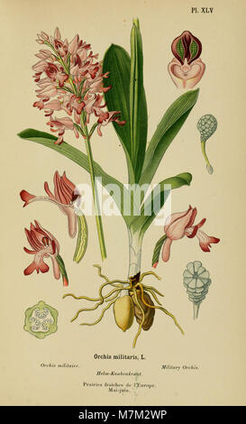 Ein botanisches Album aus dem 19. Jahrhundert, das Orchideenarten aus Mittel- und Nordeuropa illustriert und deren Morphologie, Lebensräume und botanische Klassifizierung hervorhebt. Stockfoto