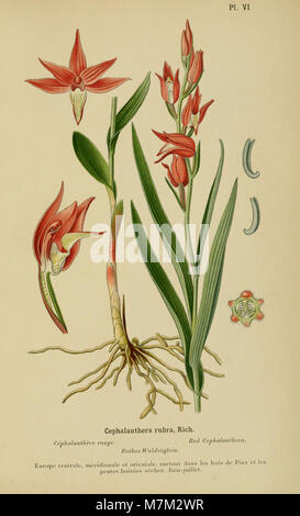 Eine botanische Illustration aus dem Album des orchidées de l’Europe centrale et septentrionale aus dem Jahr 1899, die mehrere in Mittel- und Nordeuropa heimische Orchideenarten mit detaillierten floralen Merkmalen darstellt. Stockfoto