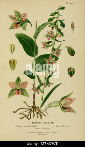 Eine botanische Illustration aus dem Jahr 1899 aus dem Album des orchidées de l'Europe centrale et septentrionale, in der mehrere in Mittel- und Nordeuropa heimische Orchideenarten mit detaillierter wissenschaftlicher Genauigkeit dargestellt werden. Stockfoto